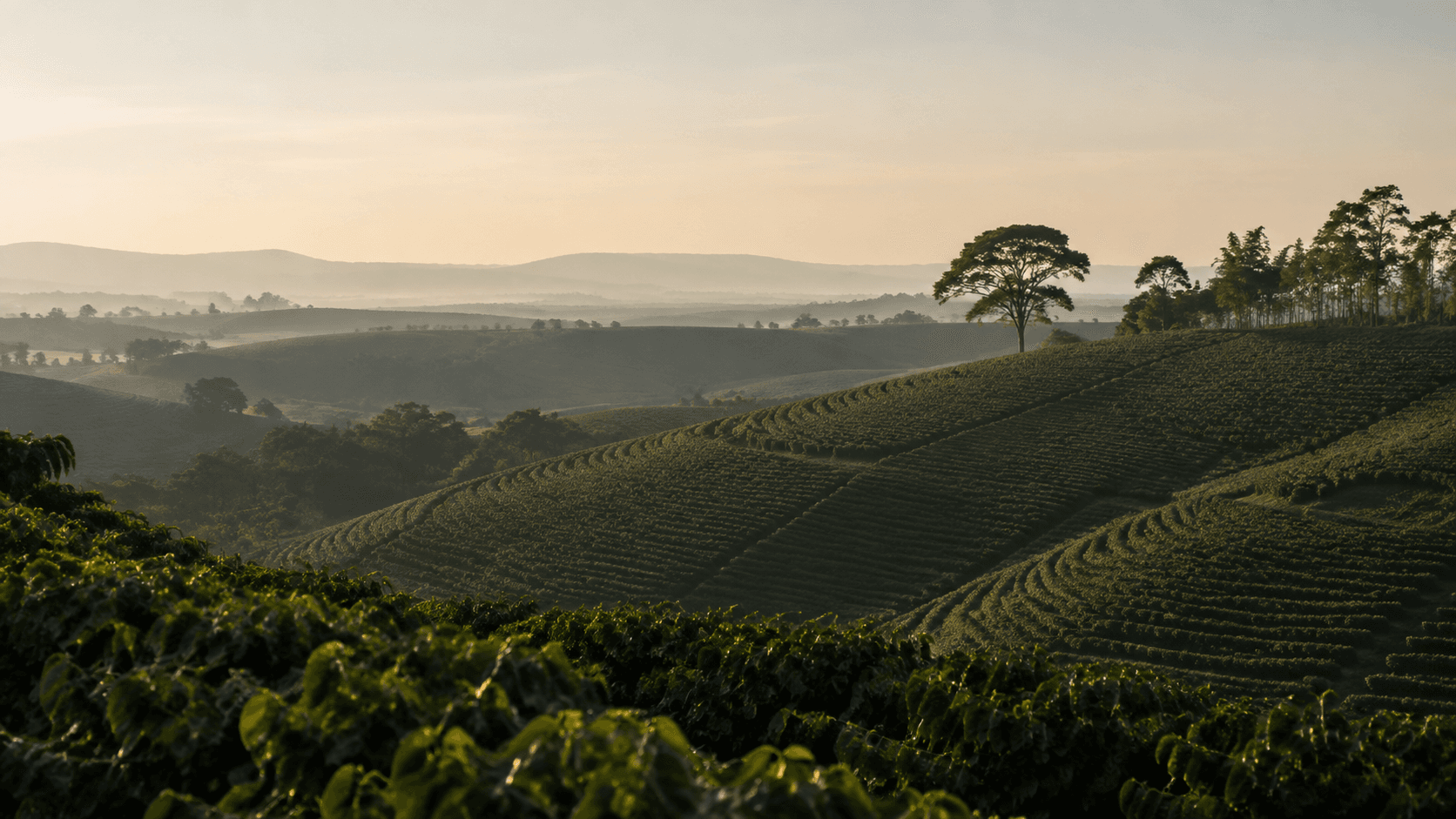 Illustration inspired by coffee-growing landscapes of Minas Gerais, Brazil