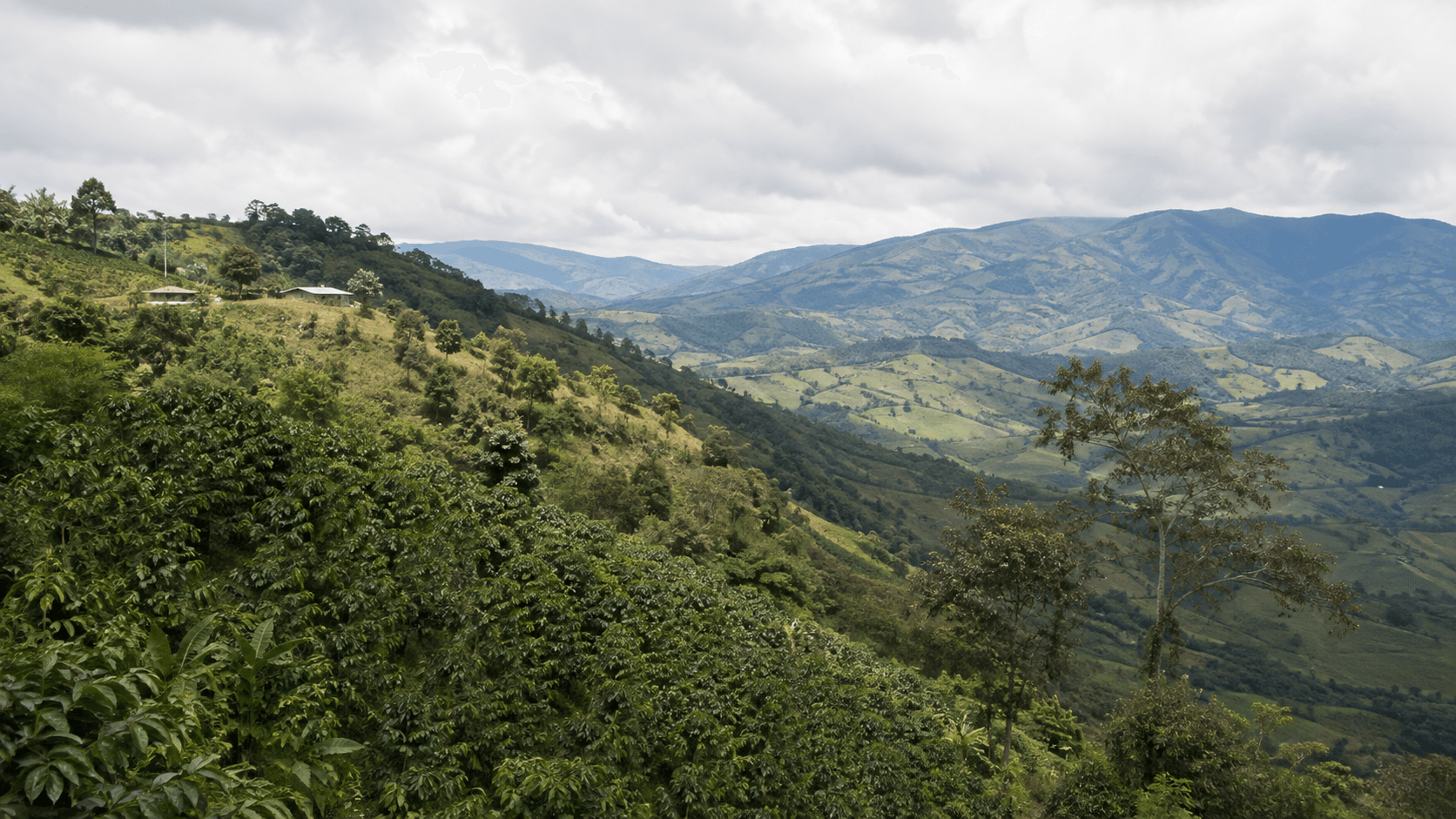 Illustration inspired by coffee-growing landscapes of Inza, Colombia