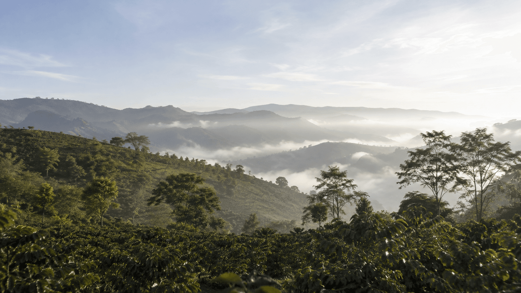 Illustration inspired by coffee-growing landscapes of Zarcero, Costa Rica
