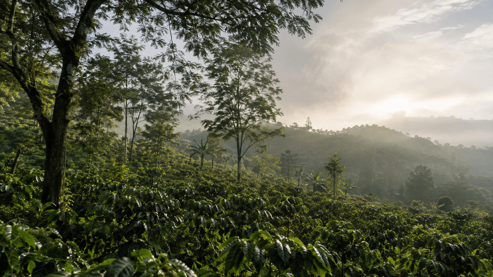 Illustration inspired by coffee-growing landscapes of Dogo Sudo, Ethiopia