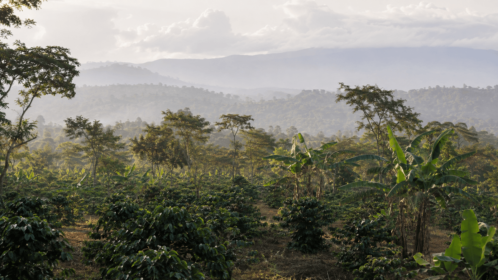 Illustration inspired by coffee-growing landscapes of Kilimanjaro, Tanzania